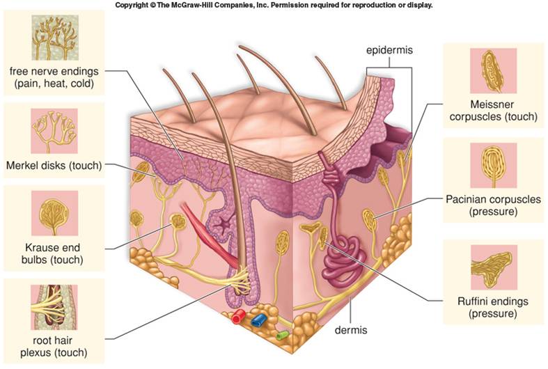 Where are the Pacinian corpuscles located?